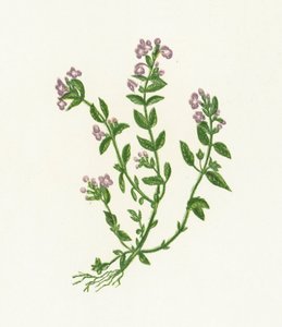 Thym bâtard, Acinos Vulgaris - English School
